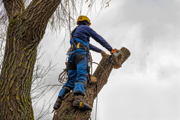 Best Arborist Services Near Me  in USA